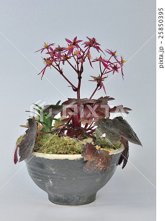 盆栽 25850395