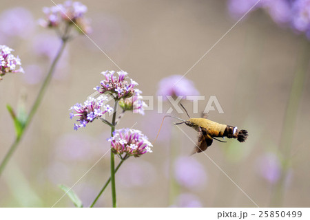 ヒメクロホウジャク 25850499