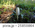 ササクレヒトヨタケ 25850864