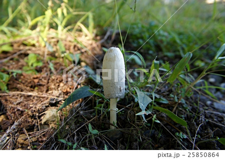 ササクレヒトヨタケ 25850864