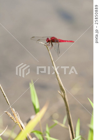 ショウジョウトンボ 25850889