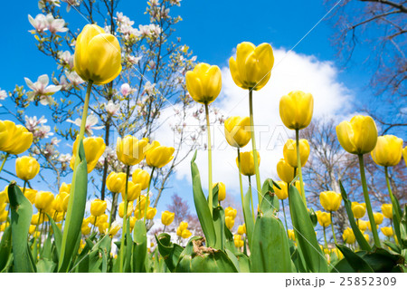 Yellow tulips against the blue sky Yellow tulips against the blue sky 25852309