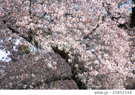 越代のサクラ(古殿町) 越代のサクラ(古殿町) 25852538