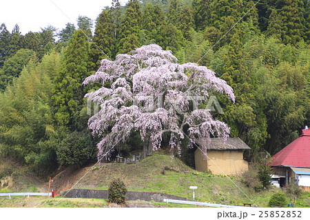 火打石のしだれ桜（鮫川村） 25852852