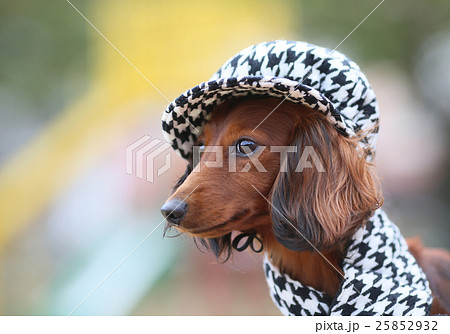 DAKS 帽子3点セット やってき 