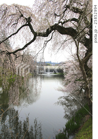 亀ヶ城公園の桜（棚倉町） 25852994