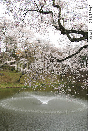 亀ヶ城公園の桜（棚倉町） 25852996