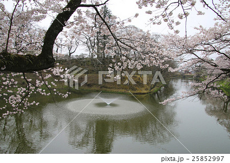 亀ヶ城公園の桜（棚倉町） 25852997