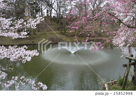 亀ヶ城公園の桜（棚倉町） 25852998