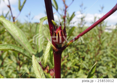 ローゼル ローゼル 25853012