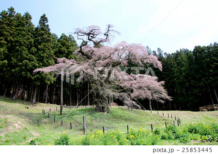 岩倉桜（平田村） 25853445