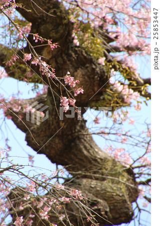 岩倉桜（平田村） 25853447