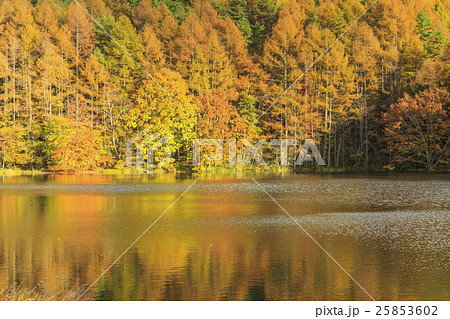 御射鹿池の紅葉 25853602