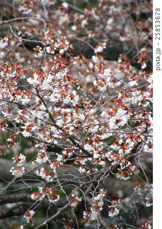 田人の石割桜(いわき市) 田人の石割桜(いわき市) 25853678