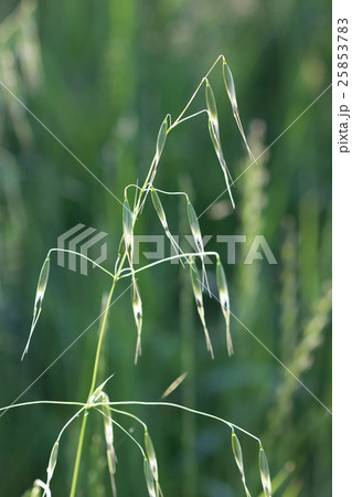 カラスムギ 25853783