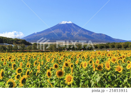 富士山　ひまわり 25853931