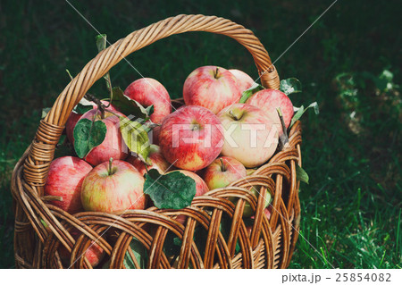 Basket with apples harvest in fall garden 25854082