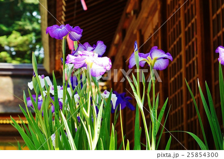 五月のイメージ・諏訪大社下社春宮の奉納アヤメの花・横位置 25854300