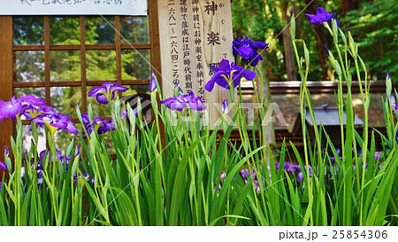 長野県の観光名所・諏訪大社下社春宮の奉納アヤメの花・横位置 25854306