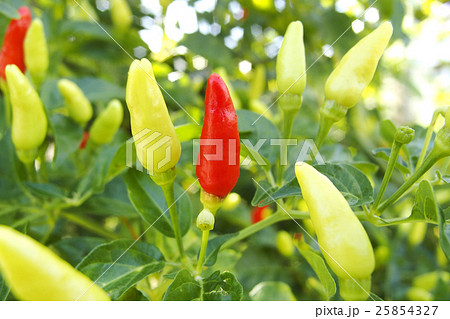 島とうがらし 25854327