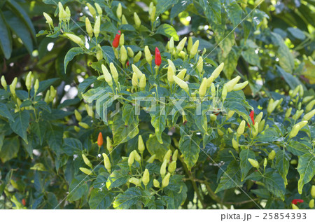 島とうがらし 25854393
