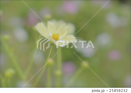 秋桜　コスモス 25856232