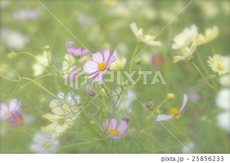 パステルカラーのコスモスたち 25856233