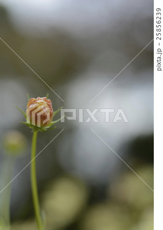 コスモスのつぼみ 25856239