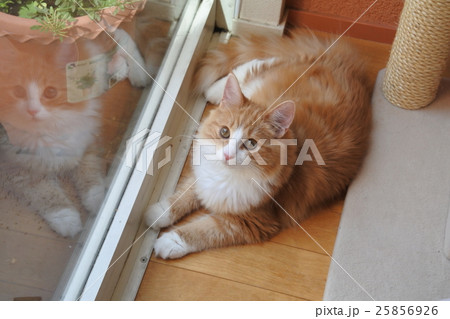 ノルウェージャンフォレストキャット 25856926