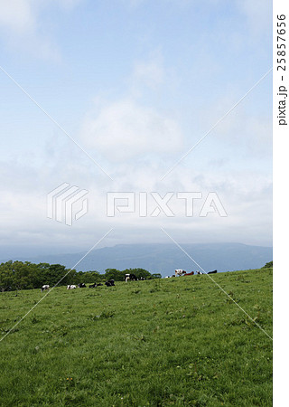 北海道 牛 北海道 牛 25857656