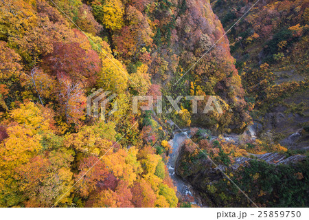 城ヶ倉大橋から眺める城ヶ倉渓谷の紅葉 25859750