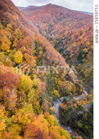 城ヶ倉大橋から眺める城ヶ倉渓谷の紅葉 25859751