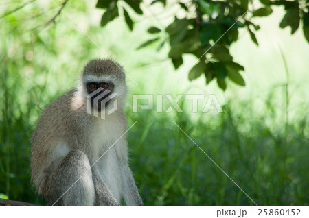 サバンナモンキー サバンナモンキー 25860452
