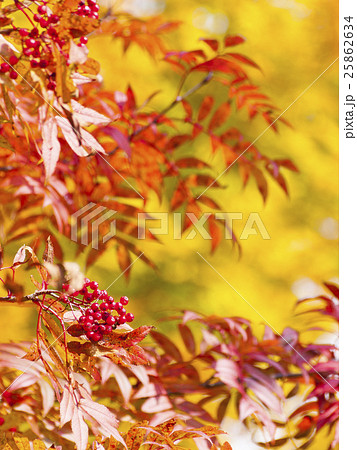 黄葉と紅葉したナナカマド(縦) 黄葉と紅葉したナナカマド(縦) 25862634