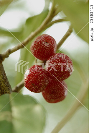 自然 植物 アキグミ、他のグミ同様食用になるそうです。味は酸っぱい、甘い、渋いの順番で口に広がります 自然 植物 アキグミ、他のグミ同様食用になるそうです。味は酸っぱい、甘い、渋いの順番で口に広がります 25863415