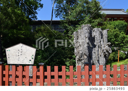 鎌倉　鶴岡八幡宮　大銀杏 25863493