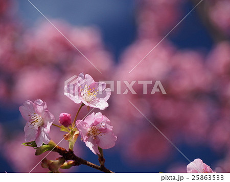 春の風景(河津桜) 春の風景(河津桜) 25863533