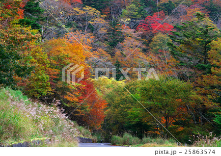 大台ケ原　ドライブウェイと紅葉とすすき　奈良県上北山村 25863574