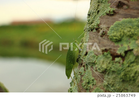 木にとまるバッタ、昆虫 25863749