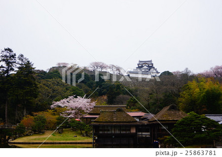 彦根城　玄宮園からの天守閣 25863781