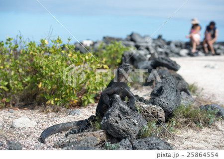 ウミイグアナ ウミイグアナ 25864554
