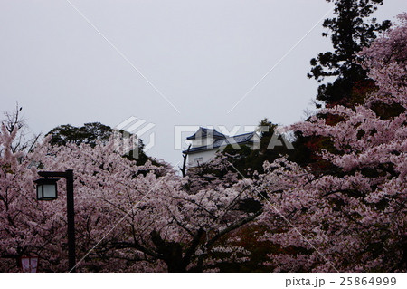 彦根城の桜 彦根城の桜 25864999