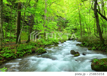 奥入瀬渓流 【青森県】 奥入瀬渓流 【青森県】 25865058