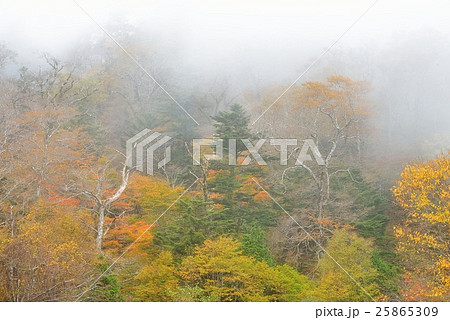幽玄の冷気と紅葉 25865309