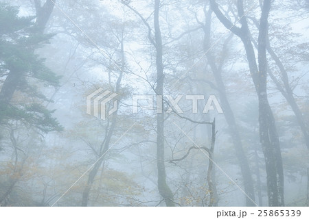 幽玄の森 25865339