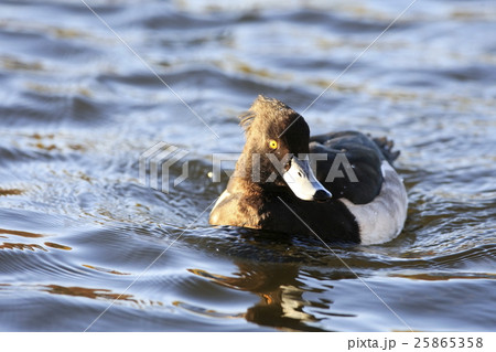キンクロハジロ 25865358