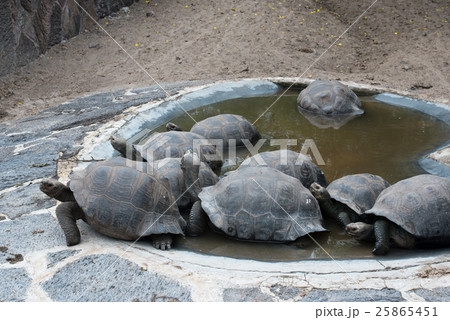 イザベラ島のゾウガメ 25865451