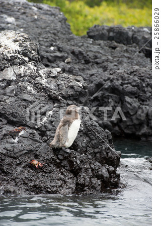 ガラパゴスペンギン 25866029