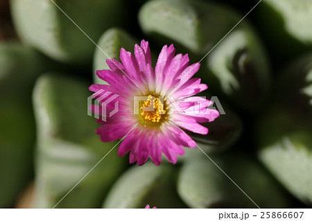 コノフィツム/オペラローズ コノフィツム/オペラローズ 25866607