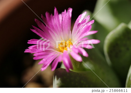 コノフィツム／オペラローズ 25866611